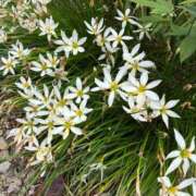 ヒメ日記 2025/10/31 16:33 投稿 よしこ 熟女の風俗最終章 立川店