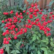 ヒメ日記 2025/12/07 10:33 投稿 よしこ 熟女の風俗最終章 立川店