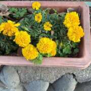 ヒメ日記 2026/01/09 10:56 投稿 よしこ 熟女の風俗最終章 立川店