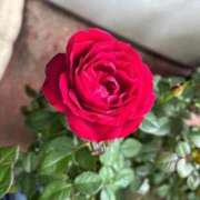 ヒメ日記 2026/02/06 16:13 投稿 よしこ 熟女の風俗最終章 立川店