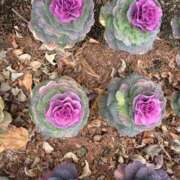 ヒメ日記 2026/03/09 10:33 投稿 よしこ 熟女の風俗最終章 立川店