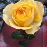 ヒメ日記 2026/03/20 10:41 投稿 よしこ 熟女の風俗最終章 立川店