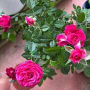 ヒメ日記 2026/04/12 10:43 投稿 よしこ 熟女の風俗最終章 立川店