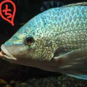 ヒメ日記 2025/11/08 13:20 投稿 ちえり 美熟女専科白夜