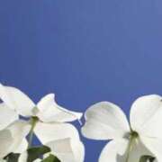 ヒメ日記 2025/09/25 22:29 投稿 しの 素人妻御奉仕倶楽部Hip's松戸店