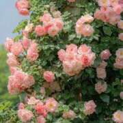 水川 なつみ ✨皆様はじめまして✨ Club 麗花