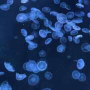 ヒメ日記 2025/10/29 20:38 投稿 れん 桜フェアリーテイル