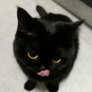 ヒメ日記 2026/04/17 04:24 投稿 よる【潮吹き90％極上イラマ】 STELLA TOKYO－ステラトウキョウ－