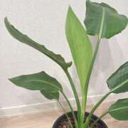 ヒメ日記 2025/08/06 08:09 投稿 矢野るい 厚木OL委員会