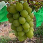 ヒメ日記 2025/08/22 18:49 投稿 しずかツー Three＆Men’s Spa 諏訪