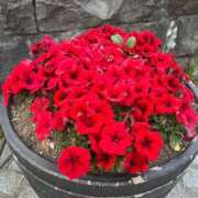 ヒメ日記 2025/09/12 12:26 投稿 りほ★愛欲を求める純朴保育士★ Bell～S級美女お姉様・人妻デリヘル～