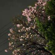 中山つむぎ 🌸 洗体アカスリとHなスパのお店（埼玉ハレ系）