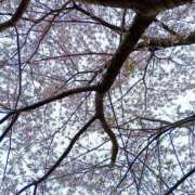 ヒメ日記 2026/04/08 11:30 投稿 めぐみ 甘熟クラブ