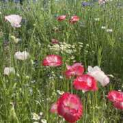 ヒメ日記 2025/08/30 14:55 投稿 ねお 錦糸町人妻セレブリティ（ユメオト）