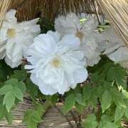 ヒメ日記 2025/10/04 16:33 投稿 ねお 錦糸町人妻セレブリティ（ユメオト）