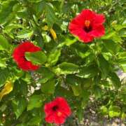 ヒメ日記 2025/10/27 12:02 投稿 らみ Number Five 品川（シンデレラグループ）