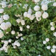 ヒメ日記 2025/11/03 18:18 投稿 らみ Number Five 品川（シンデレラグループ）