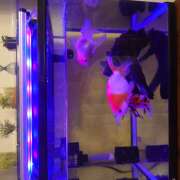 ありさ 完熟ばなな川崎店 ありさです? 完熟ばなな 横浜