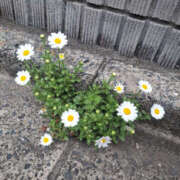 ヒメ日記 2026/04/08 10:53 投稿 まなか 彼女の部屋本店