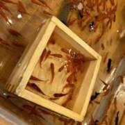 ヒメ日記 2025/07/09 00:20 投稿 みどり ふぞろいの人妻たち