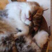 ヒメ日記 2025/09/09 10:01 投稿 みどり ふぞろいの人妻たち