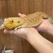 ヒメ日記 2025/09/09 20:01 投稿 みどり ふぞろいの人妻たち