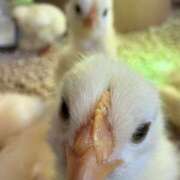 ヒメ日記 2025/09/11 09:44 投稿 みどり ふぞろいの人妻たち