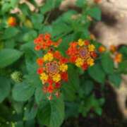 ヒメ日記 2025/10/08 10:00 投稿 みどり ふぞろいの人妻たち