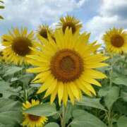 ヒメ日記 2025/11/09 20:36 投稿 みどり ふぞろいの人妻たち