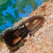 ヒメ日記 2025/11/16 16:50 投稿 みどり ふぞろいの人妻たち