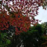 ヒメ日記 2025/11/18 12:55 投稿 みどり ふぞろいの人妻たち