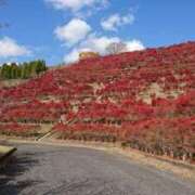 ヒメ日記 2025/11/24 23:10 投稿 みどり ふぞろいの人妻たち