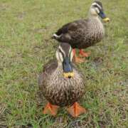 ヒメ日記 2025/12/07 21:30 投稿 みどり ふぞろいの人妻たち