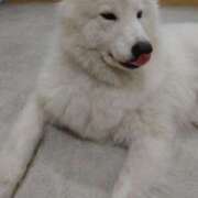 ヒメ日記 2026/01/18 16:30 投稿 みどり ふぞろいの人妻たち