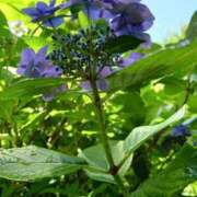 ヒメ日記 2026/01/26 09:30 投稿 みどり ふぞろいの人妻たち