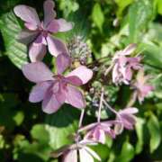 ヒメ日記 2026/02/24 09:50 投稿 みどり ふぞろいの人妻たち