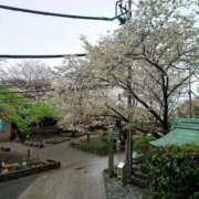 ヒメ日記 2026/04/05 12:00 投稿 みどり ふぞろいの人妻たち