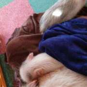 みどり お礼と次回 ふぞろいの人妻たち