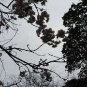 みどり ごめんなさい ふぞろいの人妻たち