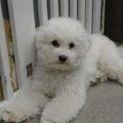 みどり 予定！ ふぞろいの人妻たち