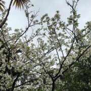 ヒメ日記 2026/04/17 17:20 投稿 みどり ふぞろいの人妻たち