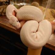 みどり こんにちは ふぞろいの人妻たち