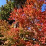 ヒメ日記 2025/11/29 08:19 投稿 桜井(さくらい) 大牟田デリヘル倶楽部