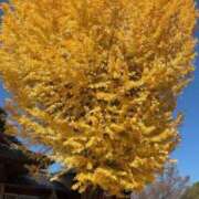 ヒメ日記 2025/12/11 16:37 投稿 桜井(さくらい) 大牟田デリヘル倶楽部