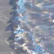 ヒメ日記 2025/08/30 12:03 投稿 もね 西船人妻花壇