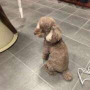 ヒメ日記 2026/01/11 05:04 投稿 もね 西船人妻花壇