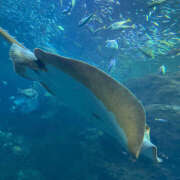 ヒメ日記 2025/09/12 01:30 投稿 まほ 鎌倉御殿 新館