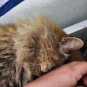 ヒメ日記 2025/07/24 10:27 投稿 ゆづき 山口下関ちゃんこ