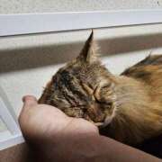 ヒメ日記 2025/08/10 23:29 投稿 ゆづき 山口下関ちゃんこ