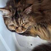 ヒメ日記 2025/09/10 20:23 投稿 ゆづき 山口下関ちゃんこ